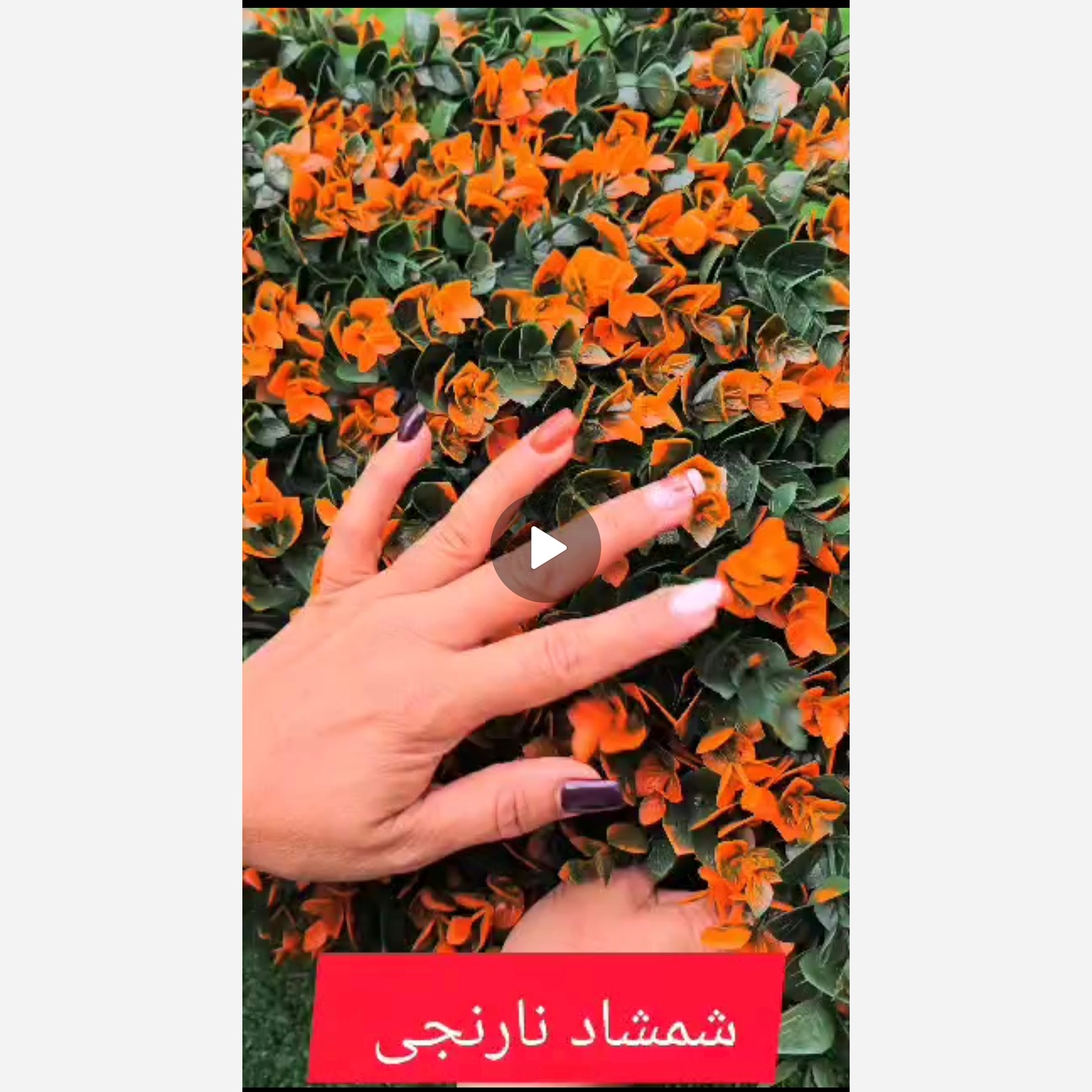 گرین وال شمشاد نارنجی ابعاد 40در60 cm (دیوار سبز/گرینوال)(پس کرایه)