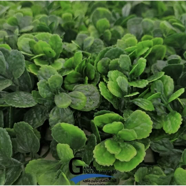 گرین وال مدل پونه ابعاد 30در40سانت، گامان (دیوار سبز) (پس کرایه)