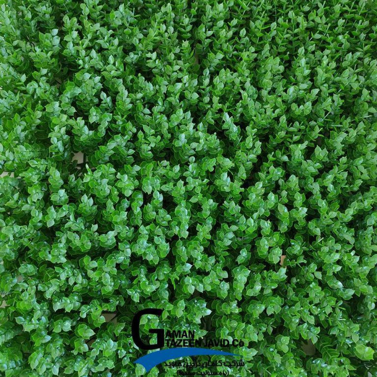 گرین وال(دیوار سبز) برگ شمشاد 50در50 cm پرتراکم گامان(پس کرایه)