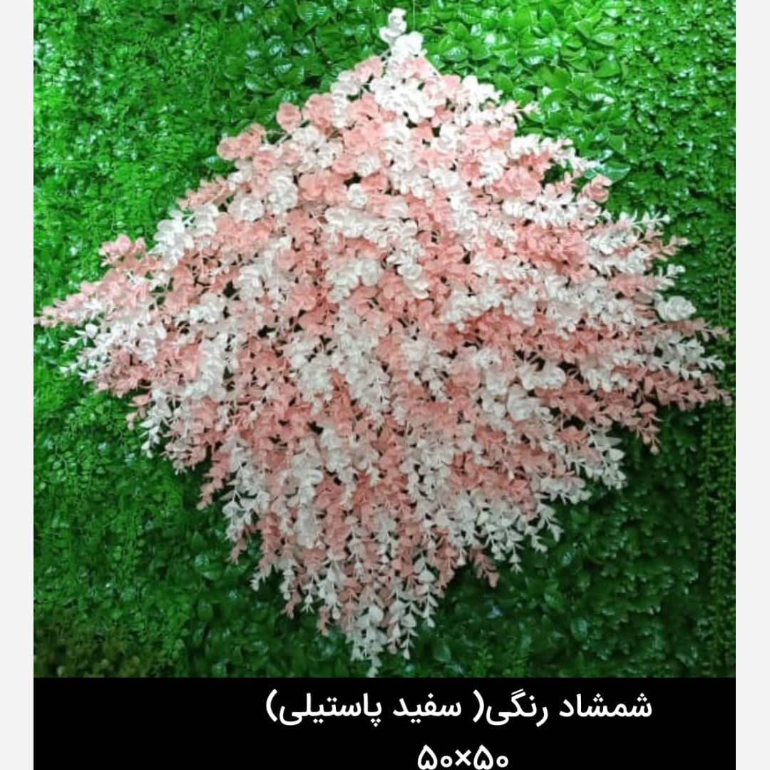 گرین وال(دیوار سبز) شمشاد سفیدپاستیلی 50در50 cm پرتراکم رویال سبز(پس کرایه)