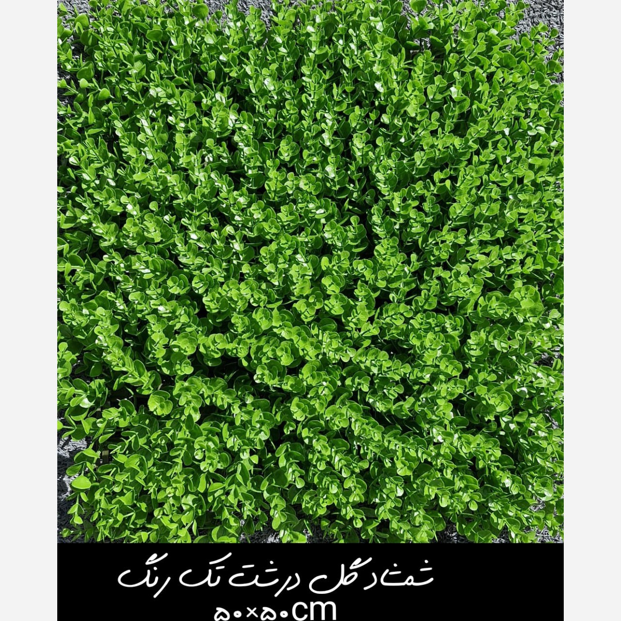 گرین وال(دیوار سبز) شمشاد گل درشت تک رنگ 50در50 cm پرتراکم رویال سبز(پس کرایه)
