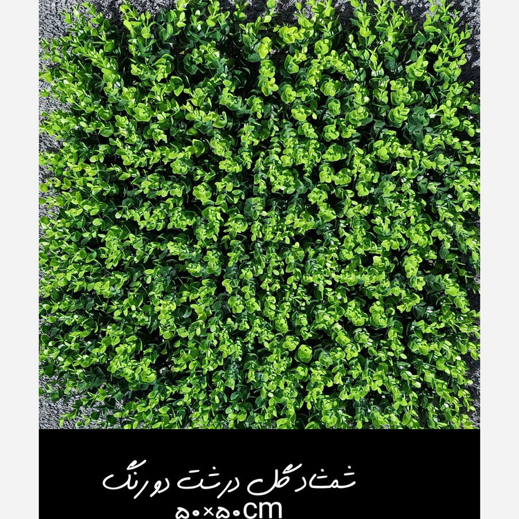 گرین وال(دیوار سبز) شمشاد گل درشت دورنگ 50در50 cm پرتراکم رویال سبز(پس کرایه)
