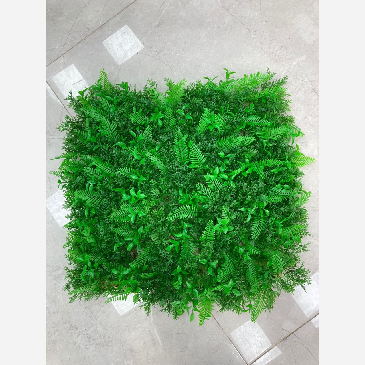 گرین وال برگ سیکاس کاج (دیوار سبز) ابعاد 50در50 cm، (پس کرایه)