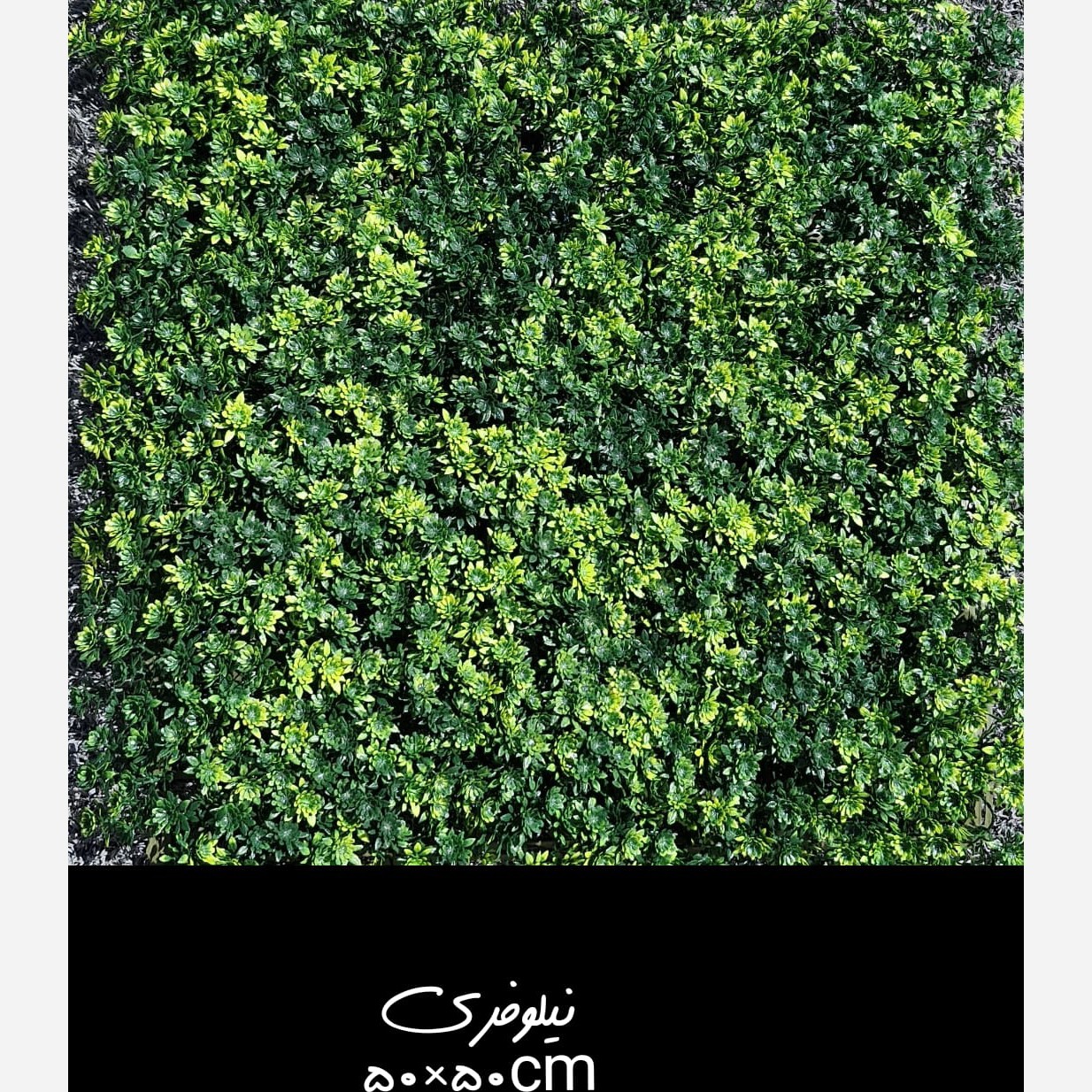 گرین وال نیلوفری پرتراکم ابعاد 50در50 cm گامان (دیوار سبز) (پس کرایه)