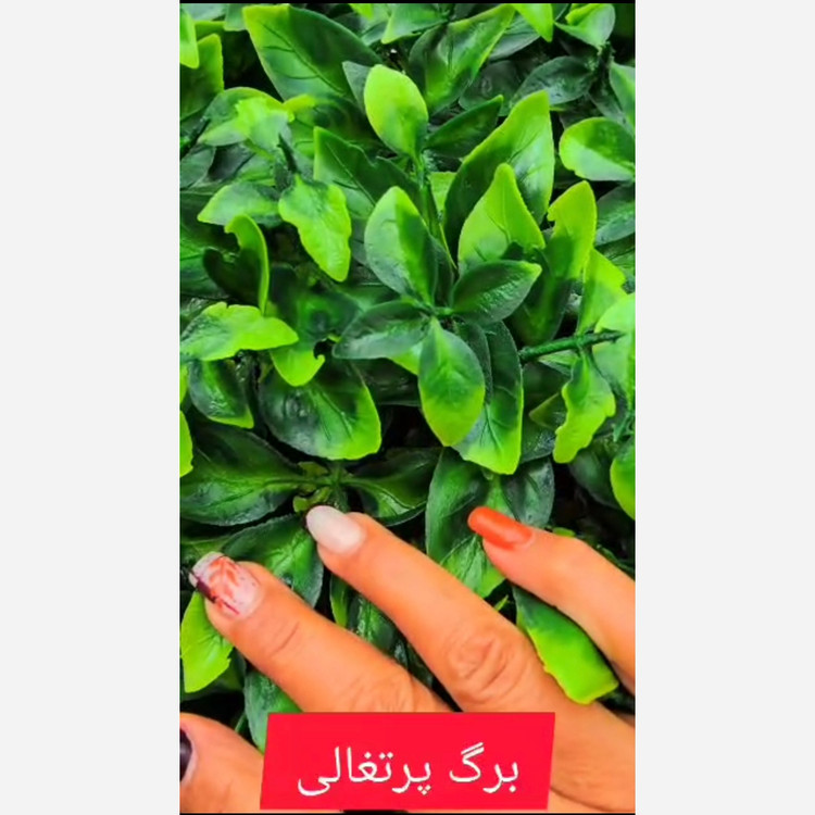 گرین وال برگ پرتغالی ابلق ابعاد 50در50 cm (دیوار سبز/گرینوال)(پس کرایه)