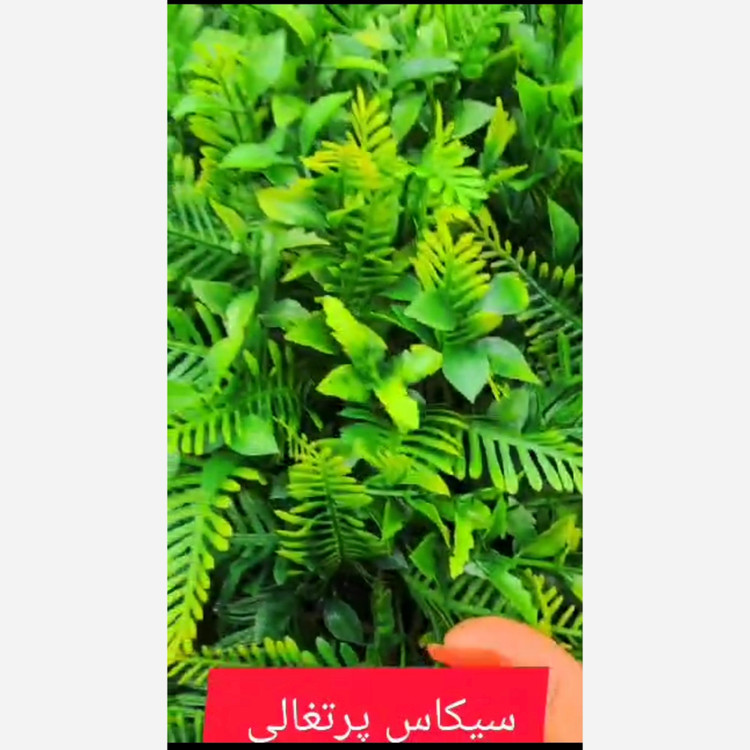 گرین وال سیکاس پرتغالی ابعاد 50در50 cm (دیوار سبز/گرینوال)(پس کرایه)