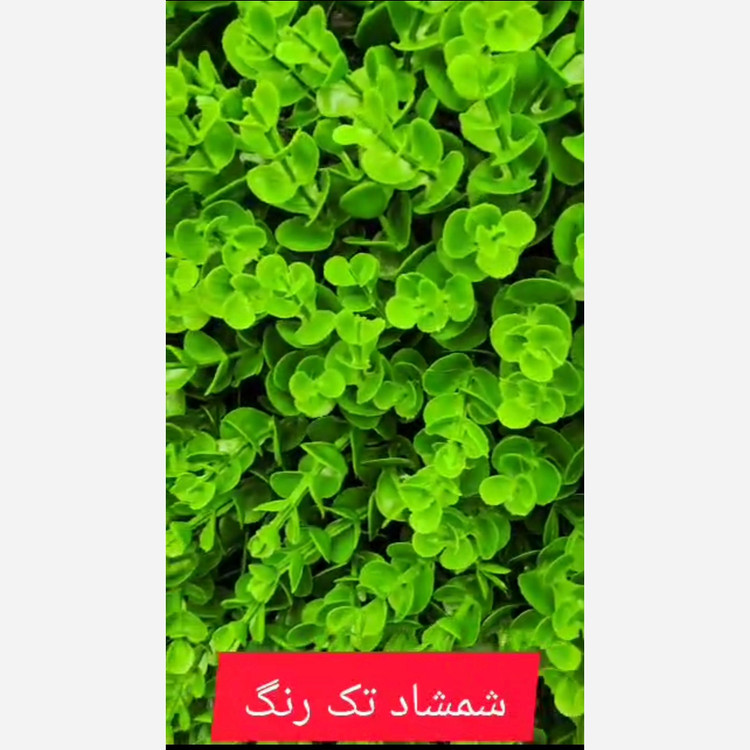 گرین وال شمشاد گلریز تکرنگ ابعاد 50در50 cm (دیوار سبز/گرینوال)(پس کرایه)