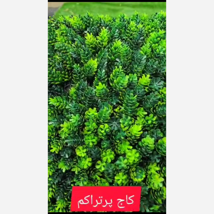گرین وال کاج پرتراکم ابعاد 50در50 cm (دیوار سبز/گرینوال)(پسکرایه)