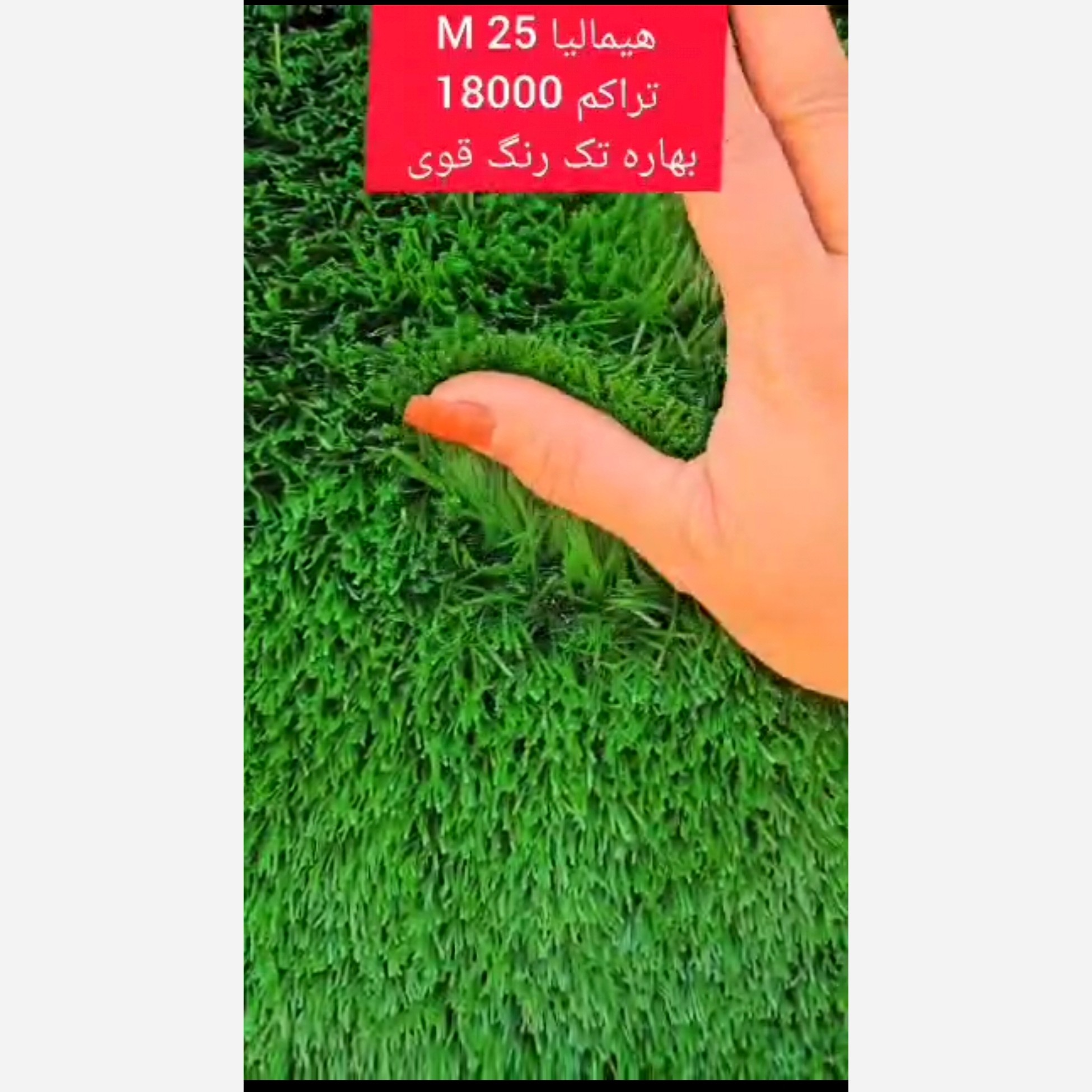 چمن مصنوعی هیمالیا بهاره 25میل تراکم 18000 تک رنگ قوی (پس کرایه)